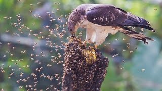 How Oriental Honey Buzzard got his name [upl. by Ahtamas94]