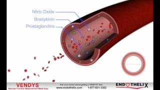 What is Endothelial Dysfunction [upl. by Dorina958]