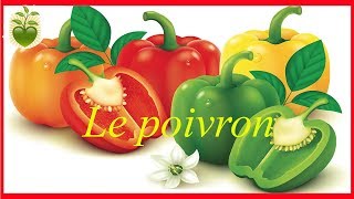 Le poivron de la saveur des couleurs et surtout une mine dantioxydants et vitamines [upl. by Jacquette]