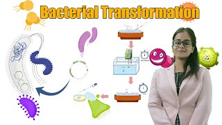 Bacterial Transformation by Heat Shock Method [upl. by Jarlath960]