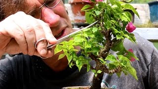 Bougainvillea Bonsai May 2015 [upl. by Relyuc]