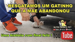 Resgatamos um gatinho abandonado pela mãe Uma história com final feliz [upl. by Mannes]