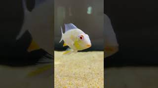 Geophagus ALBINO HECKELII 3” available at budget friendly price 9591942918 [upl. by Faxon]