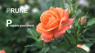 Pruning And Training Your Climbing Rose [upl. by Amehsat]