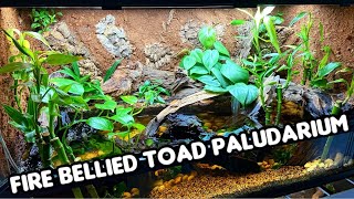 How I Built My Paludarium  Fire Bellied Toad Tank [upl. by Etnauq684]