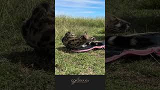 Cape Spotted Genet release on Gondwana Game Reserve [upl. by Nassir]