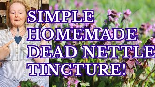 Lets make a super easy Dead Nettle Tincture [upl. by Fidellia220]