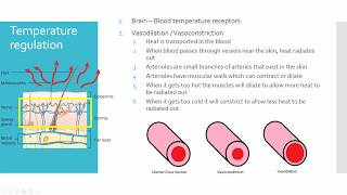 IGCSE BIOLOGY REVISION Syllabus 14 Hormones amp Homeostasis [upl. by Clardy]