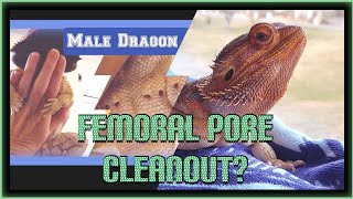 Femoral Pores in Bearded Dragons  Quick Important Info beardeddragon beardeddragonlife [upl. by Uhp]