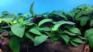 Anubias plant beginner guide [upl. by Dido481]