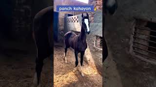 Panch kahayan पंच कल्याणhorse [upl. by Alon911]