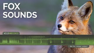 Fox Sound amp Calls  Scary scream barking call amp other fox sounds at night [upl. by Eelarat]