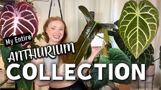 Full Anthurium Collection Tour  50 Plants from Common to ULTRA Rare [upl. by Kenlee]