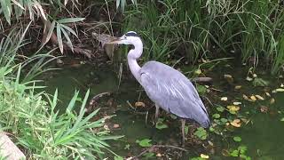 天王寺公園 Tennoji Park 27th August 2024 at around 1134am grey heron [upl. by Nyliram491]