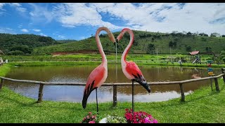 DONA ANGELA E O RANCHO VICENZA  SANTO ANTONIO DO PINHAL SP [upl. by Broddie486]