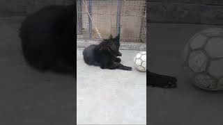 Black German Shepherd puppies non [upl. by Lupita]