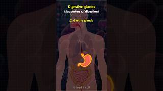 🧐 Digestive Glands  trendingshorts science learning upsc governmentjobs [upl. by Colfin]