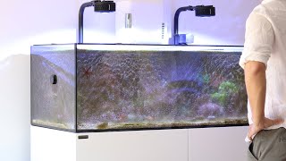 Reviving My AlgaeInfested Tank  Blue Reef Tank [upl. by Anirtruc]