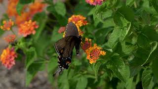 Spicebush Swallowtail Butterfly [upl. by Alodie]