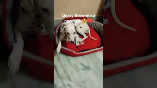 Dezzy browny new bed 😍❤️ [upl. by Nemzaj694]