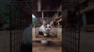 Cat goes trap in nets cat shortvideo shorts short emotional [upl. by Lynnelle169]