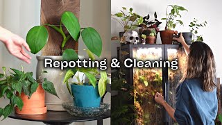 Houseplant Care Day Routine  Plant Repotting Cleaning amp Updates [upl. by Naujak]