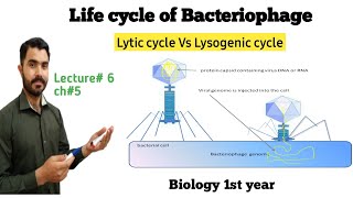 lytic and Lysogenic cycle of Bactyeriophage Lec6 Ch5 in Urdu Hindi by Dr Hadi [upl. by Winni]