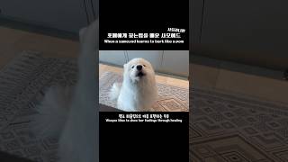 When a samoyed learns to bark like a pom [upl. by Simson]