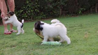 CACHORROS JUGANDO  PUPPIES PLAYING  FOX TERRIER [upl. by Aikcir]