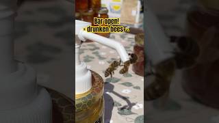 Drunken bees in Zagreb food market food [upl. by Pierette262]