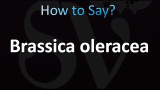 How to Pronounce Brassica oleracea correctly [upl. by Pedersen174]