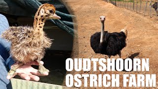 Oudtshoorn Ostrich Farm South Africa [upl. by Annat]