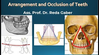 occlusal curves and occlusion 1 [upl. by Aihtak]