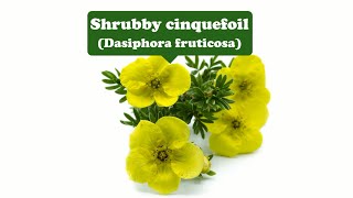 Happiness and toughnessShrubby cinquefoil [upl. by Raffo]