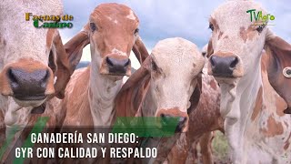 Ganadería San Diego Gyr con calidad y respaldo  TvAgro por Juan Gonzalo Angel Restrepo [upl. by Hendrick]