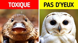 Les Faits Animaux Les Plus Fous Que Vous Navez Jamais Entendus [upl. by Elsie]