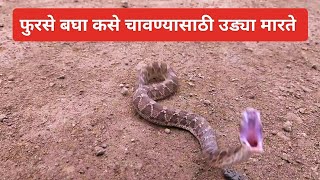 फुरसे बघा कसे लपून बसले होते सेंटरींगच्या फळ्यामध्ये snakes sawscaledviper rescue snakerescue [upl. by Hyrup322]