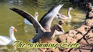 Let’s Enjoy Relaxing Music with the Swimming Geese [upl. by Alidia]