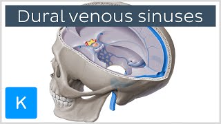 Dural venous sinuses preview  Human Anatomy  Kenhub [upl. by Sone529]