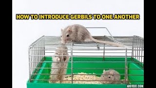 How To Introduce Gerbils To One Another [upl. by Aharon498]