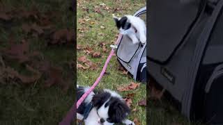 Leash training session for a kitten 🐈‍⬛😻🐾💖 [upl. by Swor43]