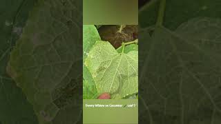 Downy Mildew on Cucumber 🥒 Leaf  DownyMildew [upl. by Eckhardt642]