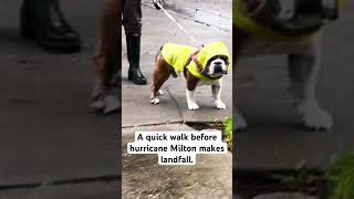 Bulldog Rocky’s diary on Hurricane Milton3  a walk before its arrival [upl. by Levi826]