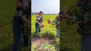 Peanuts 🥜🥜 Harvesting  High yielding peanuts 🥜🥜satisfying shorts peanut [upl. by Enitsej48]