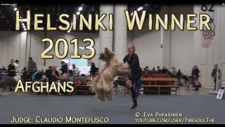 Helsinki Winner 2013 • Afghan Hounds [upl. by Hepsibah]