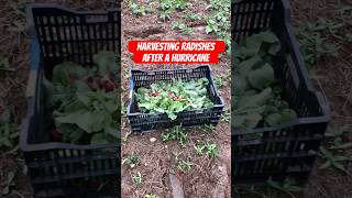 Harvesting Radishes after a Hurricane farm hurricane radish vegetablegarden farmlife short [upl. by Nadab]