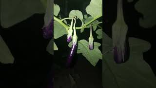 Aubergine Nightshade Family eggplant aubergines nightshade plants night [upl. by Letisha714]