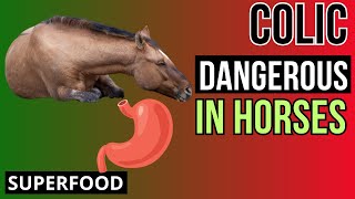 Colic in Horses Signs Symptoms First aid and Prevention [upl. by Phylis]