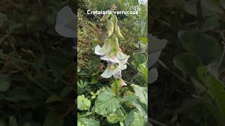 Crotolaria verrucosa a medicinal plant of Odisha medicinal mahanadiriver odisha [upl. by Asillim]