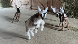 The slow motion baby goat video you didn’t know you need… But do [upl. by Jelsma]